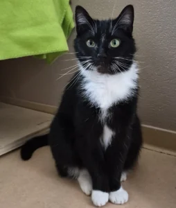 Kater Mikesch Tierheim Schleswig