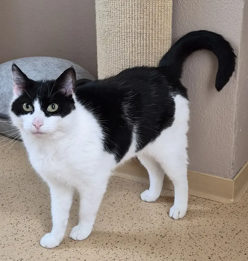 Katze Odina Tierheim Schleswig