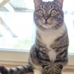 Kater Peter Tierheim Schleswig