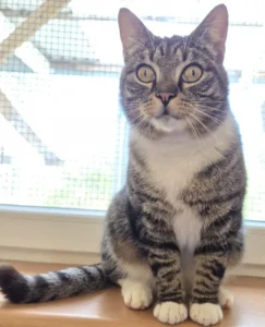 Kater Peter Tierheim Schleswig