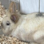 Löwenköpfchen Waltraud Tierheim Schleswig