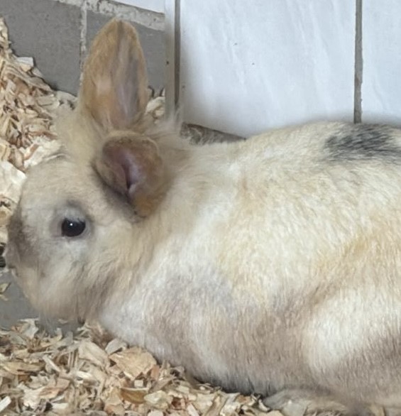 Löwenköpfchen Waltraud Tierheim Schleswig