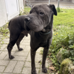 Fundhund Tierheim Schleswig