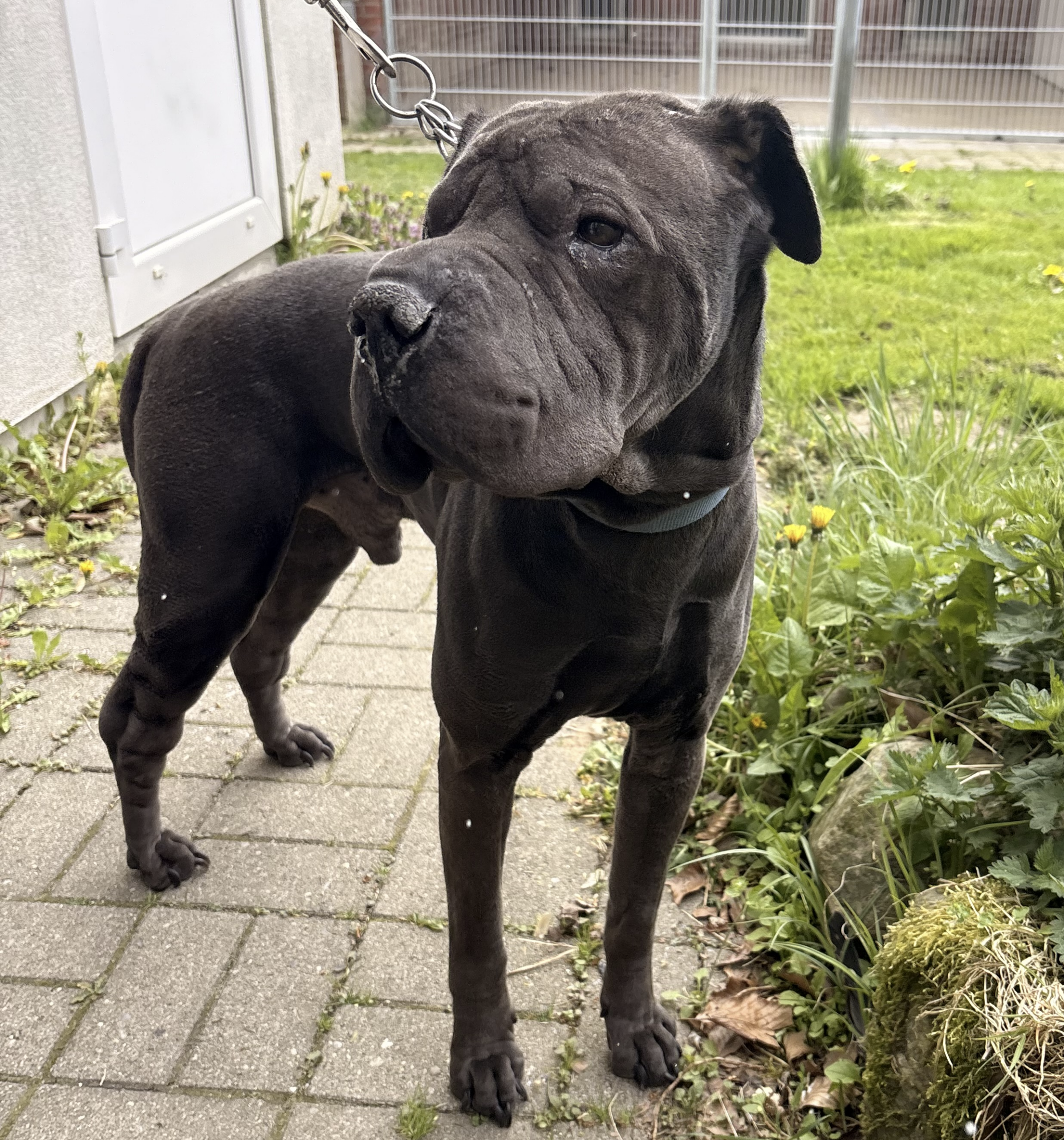 Fundhund Tierheim Schleswig