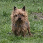 Yorkshire Terrier Mori Tierheim Schleswig