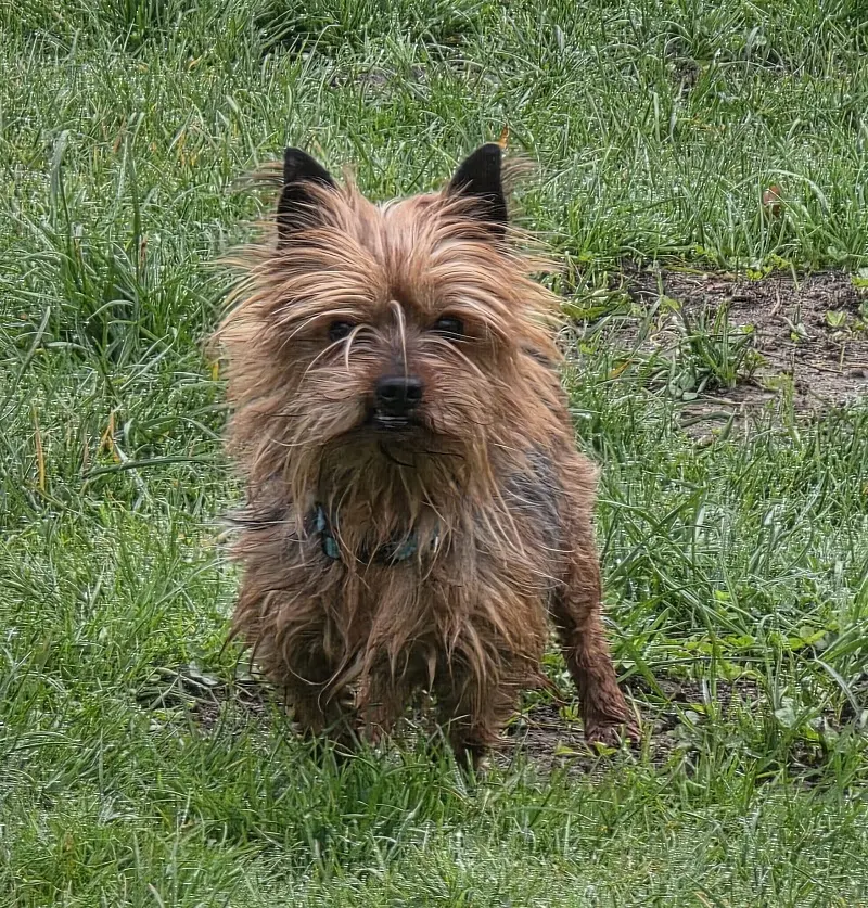 Yorkshire Terrier Mori Tierheim Schleswig