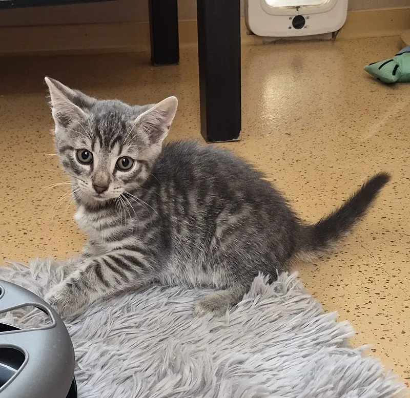 Kitten Aslan Tierheim Schleswig