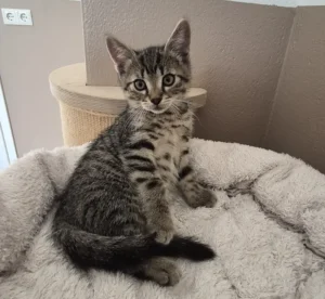 Kitten Basti Tierheim Schleswig