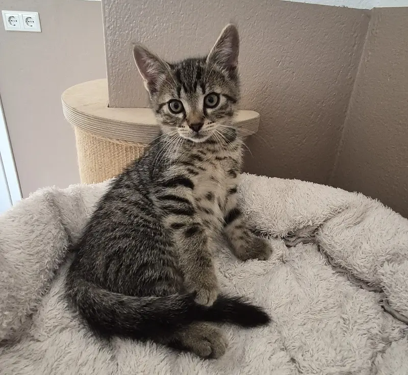 Kitten Basti Tierheim Schleswig