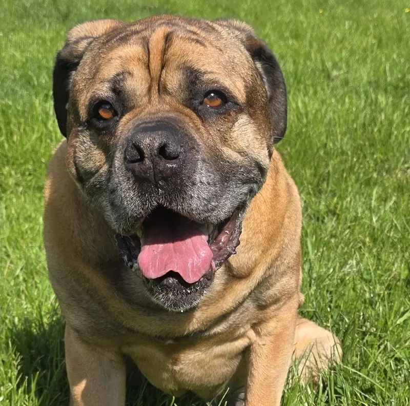 Bullmastiff-Mix Bruno Tierheim Schleswig