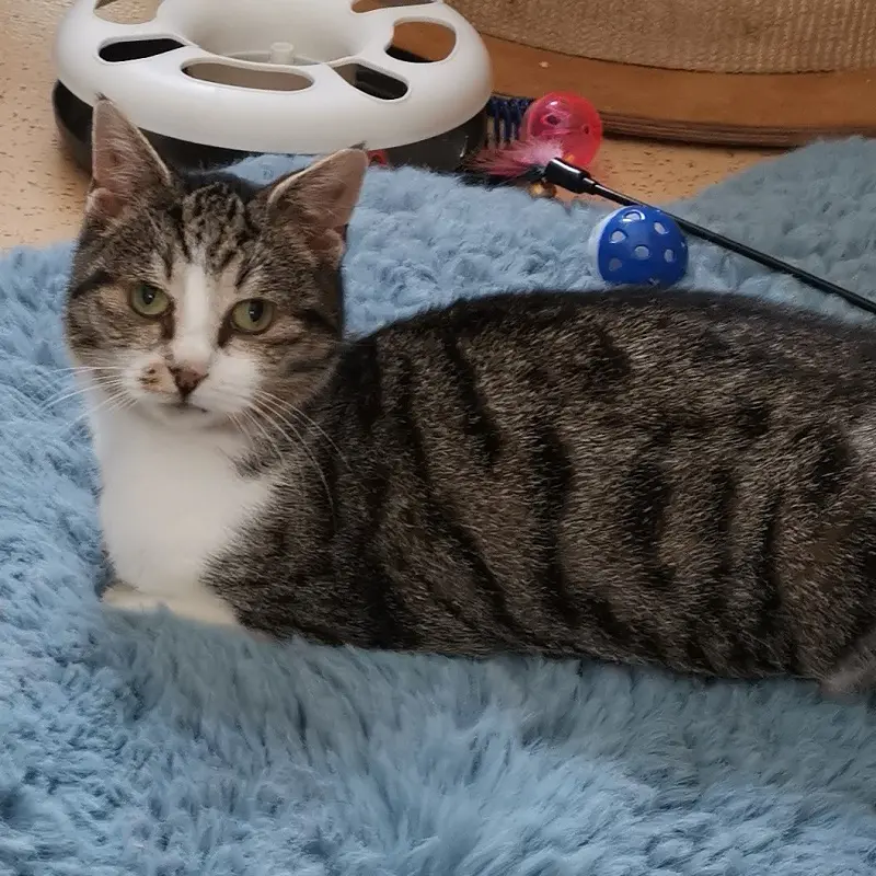 Katze Cloe Tierheim Schleswig