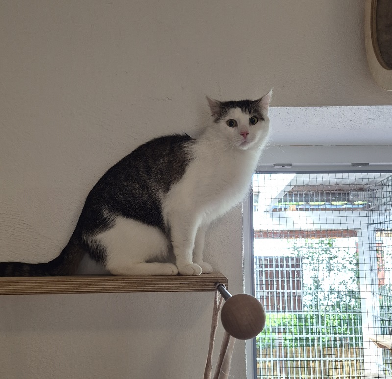 Kater Dodri Tierheim Schleswig
