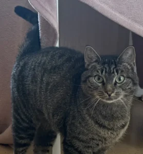 Katze Dodu Tierheim Schleswig