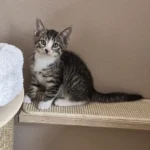 Kitten Enzo Tierheim Schleswig