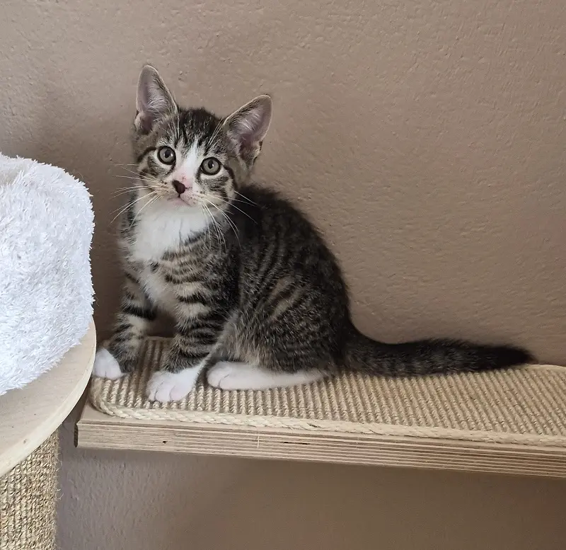 Kitten Enzo Tierheim Schleswig