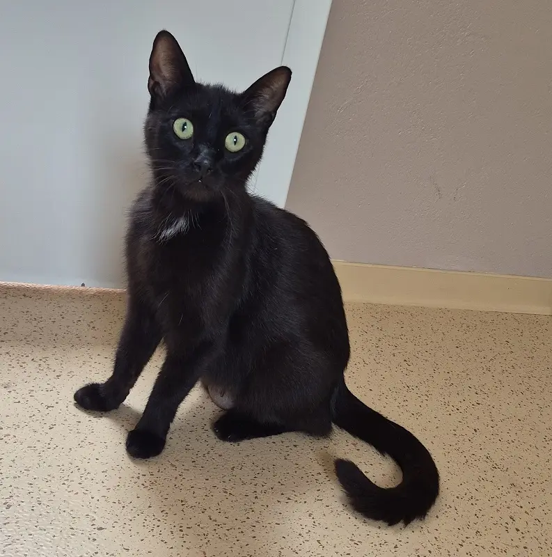 Katze Filipa Tierheim Schleswig