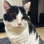 Kater Gregor Tierheim Schleswig