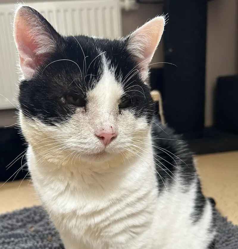 Kater Gregor Tierheim Schleswig