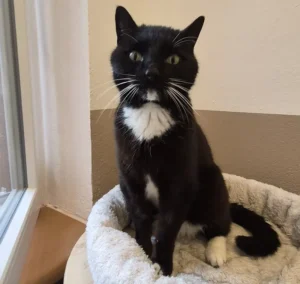 Kater Haku Tierheim Schleswig