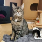Kater Jonah Tierheim Schleswig