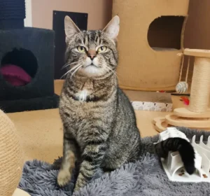Kater Jonah Tierheim Schleswig