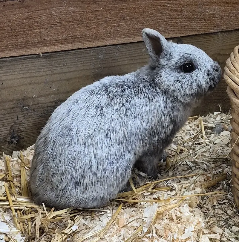 Kaninchen Kaja Tierheim Schleswig