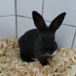 Kaninchen Karli Tierheim Schleswig