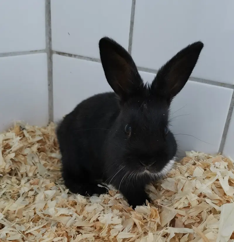 Kaninchen Karli Tierheim Schleswig