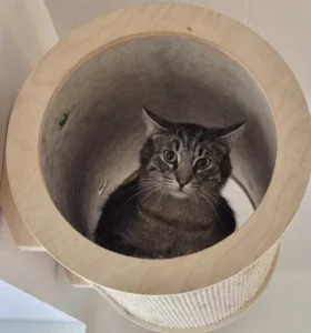 Kater Link Tierheim Schleswig