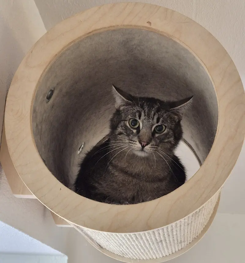 Kater Link Tierheim Schleswig