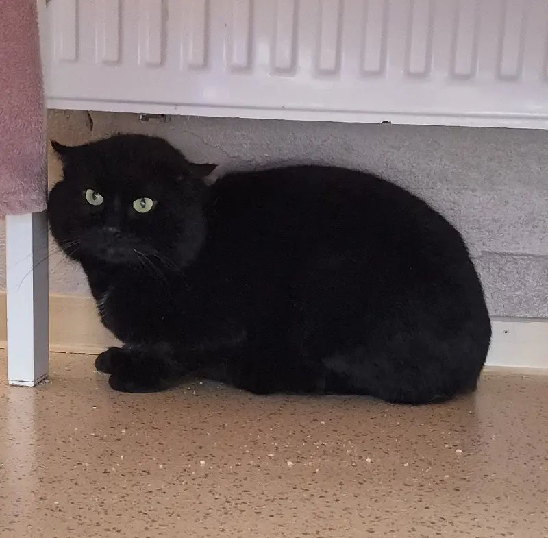 Kater Natu Tierheim Schleswig