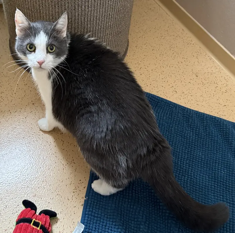 Kater Norman Tierheim Schleswig