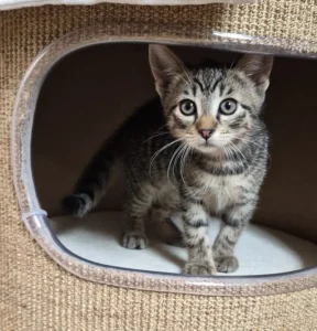 Kitten Piper Tierheim Schleswig