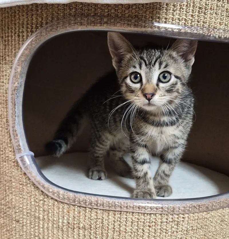 Kitten Piper Tierheim Schleswig