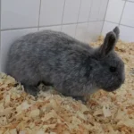 Kaninchen Sindbad Tierheim Schleswig