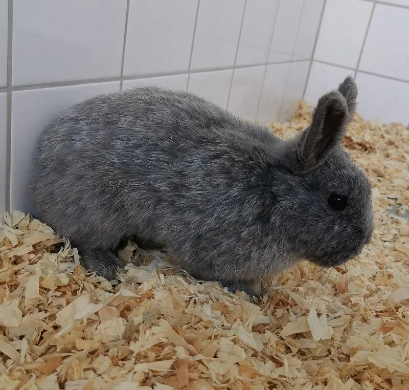 Kaninchen Sindbad Tierheim Schleswig