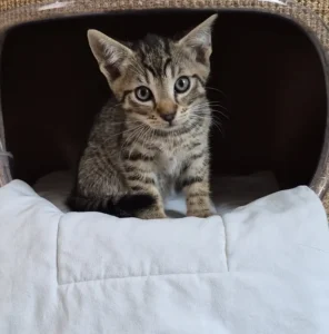 Kitten Xander TIerheim Schleswig