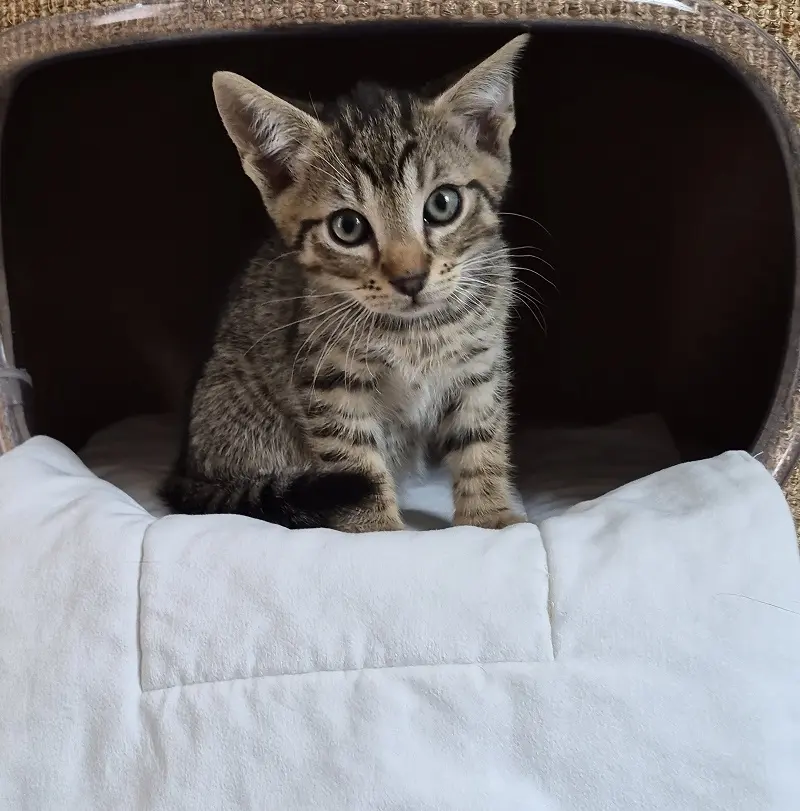 Kitten Xander TIerheim Schleswig