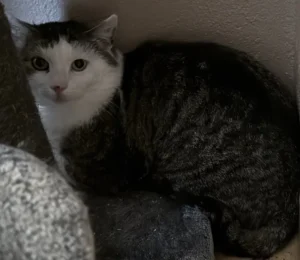 Kater Xatu Tierheim Schleswig