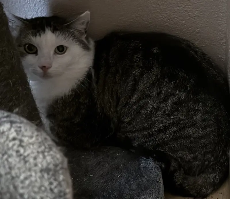 Kater Xatu Tierheim Schleswig