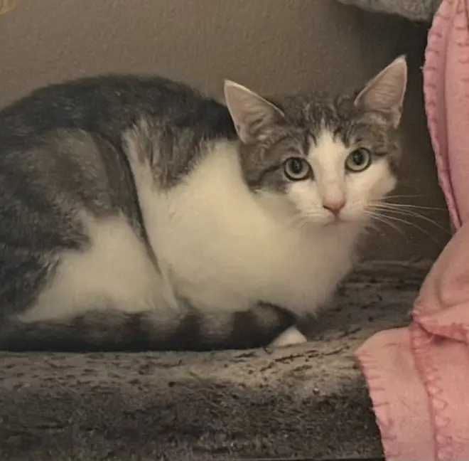 Katze Zelda Tierheim Schleswig