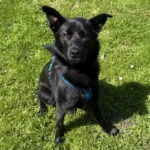 Husky-Malinois-Mix Mogli Tierheim Schleswig