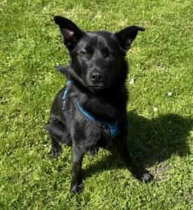 Husky-Malinois-Mix Mogli Tierheim Schleswig