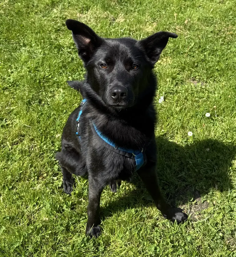 Husky-Malinois-Mix Mogli Tierheim Schleswig