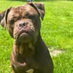 Old English Billdog Bonny Tierheim Schleswig