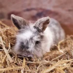 Löwenkopfmix Frauke Tierheim Schleswig