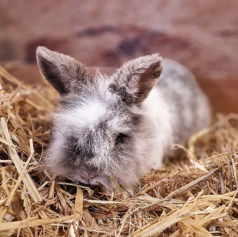 Löwenkopfmix Frauke Tierheim Schleswig