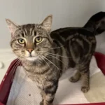 Fundkater Tierheim Schleswig