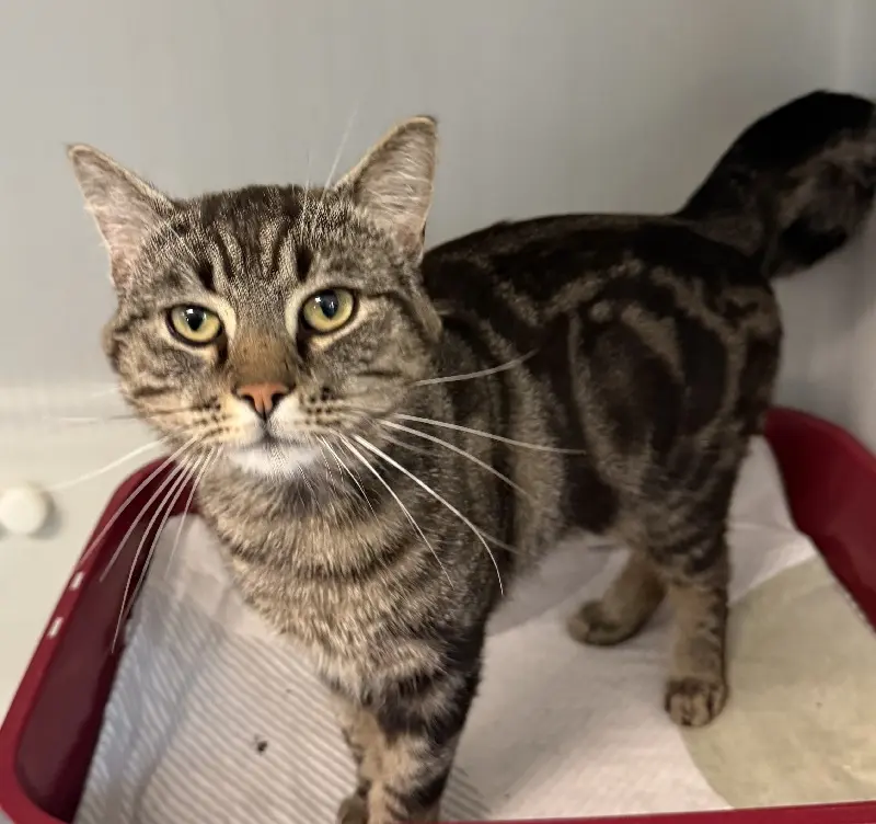 Fundkater Tierheim Schleswig