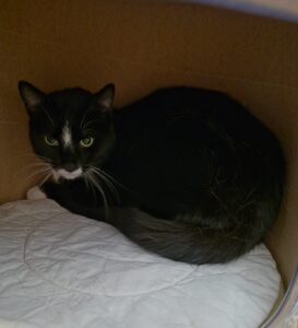 Kater Akari Tierheim Schleswig